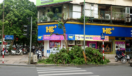 c&acirc;y tr&ecirc;n phố H&agrave;ng B&agrave;i bị chặt trộm