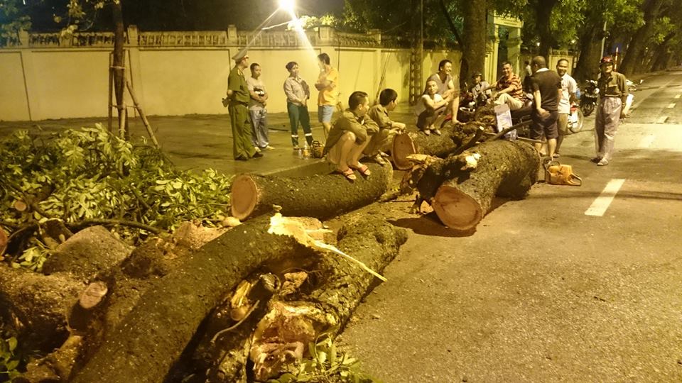 C&acirc;y xanh đổ ở H&agrave; Nội