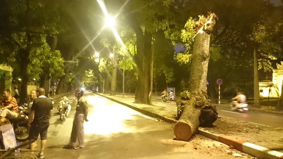 C&acirc;y xanh đổ ở H&agrave; Nội