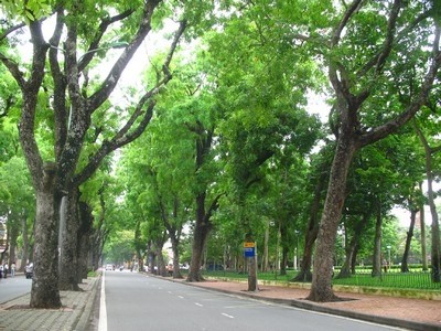 Trong năm 2015 n&agrave;y H&agrave; Nội sẽ thay thế 4.500 c&acirc;y kh&ocirc;ng đ&uacute;ng chủng loại (c&acirc;y cấm trồng) tr&ecirc;n 190 tuyến phố