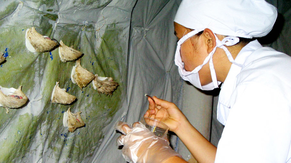Chăn nu&ocirc;i chim yến, sản xuất nước yến l&agrave; h&agrave;ng h&oacute;a chủ lực của Ninh Thuận