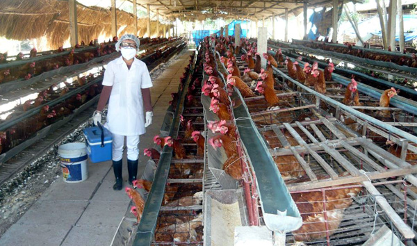 Vĩnh Ph&uacute;c quy hoạch ph&aacute;t triển n&ocirc;ng nghiệp c&ocirc;ng nghệ cao