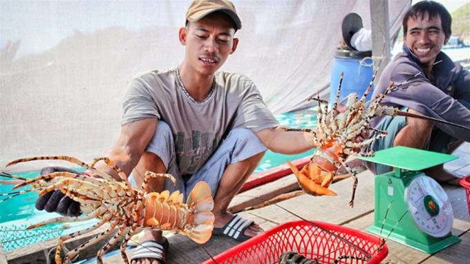 Chăn nu&ocirc;i t&ocirc;m h&ugrave;m theo phương ph&aacute;p v&agrave; chế độ dinh dưỡng mới