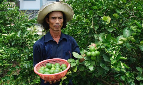 Chanh kh&ocirc;ng hạt