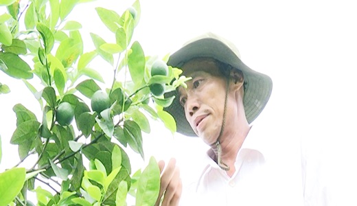 trồng chanh tứ qu&yacute;