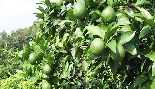 Chanh tứ qu&yacute;