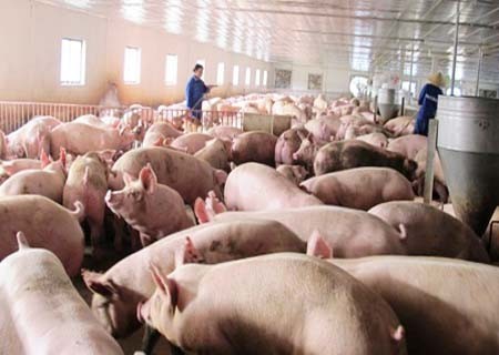 Xuất hiện chiêu mới sử dụng chất cấm trong chăn nuôi Xuất hiện chiêu mới sử dụng chất cấm trong chăn nuôi