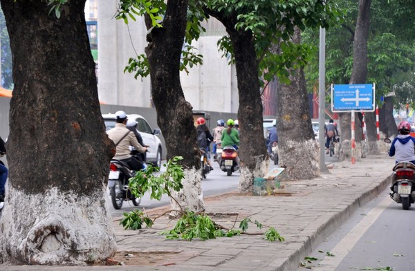 H&agrave;ng c&acirc;y x&agrave; cừ ở đường Nguyễn Tr&atilde;i sẽ bị chặt hạ, dải ph&acirc;n ở giữa cũng bị x&oacute;a bỏ để chống &ugrave;n tắc