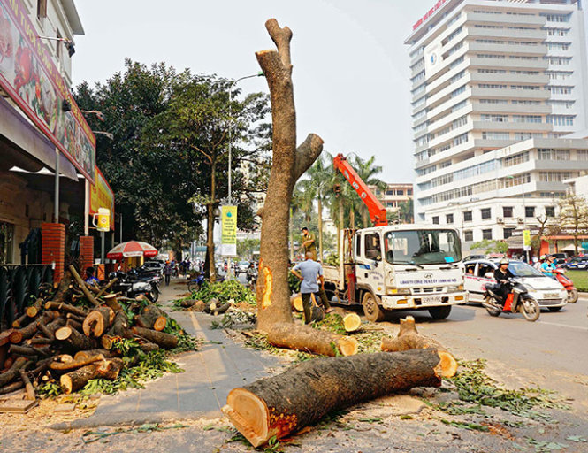 Vội chặt c&acirc;y xanh H&agrave; Nội l&agrave; 'do &aacute;p lực của nh&agrave; t&agrave;i trợ', nh&agrave; t&agrave;i trợ buộc phải l&ecirc;n tiếng