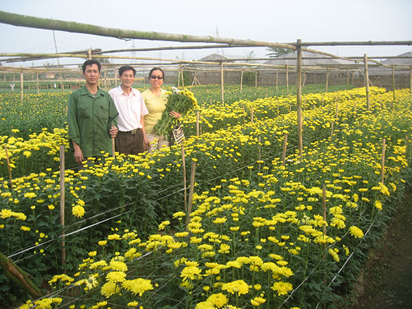 Chọn tạo giống hoa cúc mới bằng đột biến phóng xạ Chọn tạo giống hoa cúc mới bằng đột biến phóng xạ