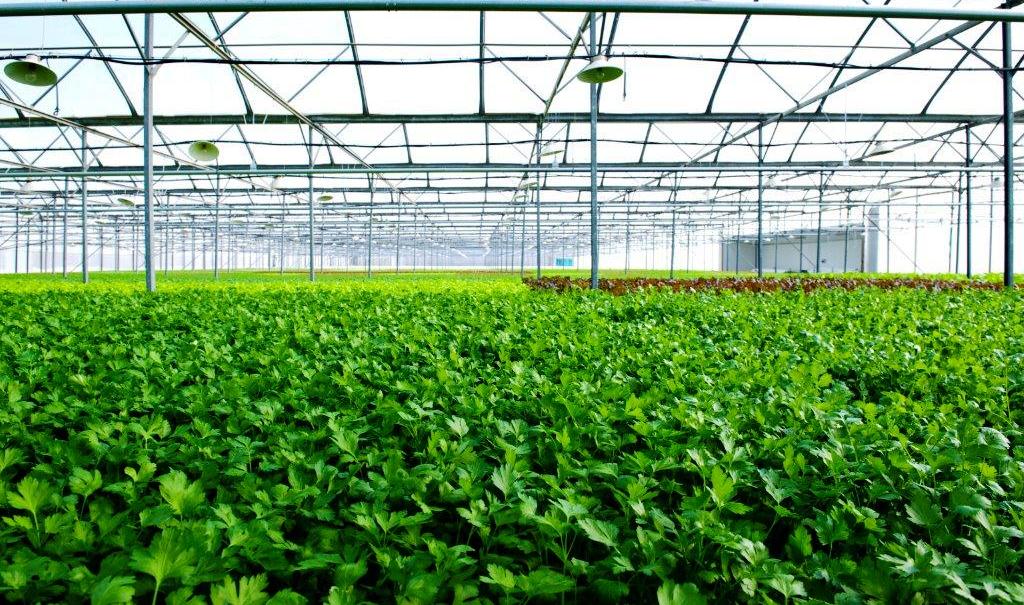 Quảng Ninh h&igrave;nh th&agrave;nh khu n&ocirc;ng nghiệp ứng dụng c&ocirc;ng nghệ cao
