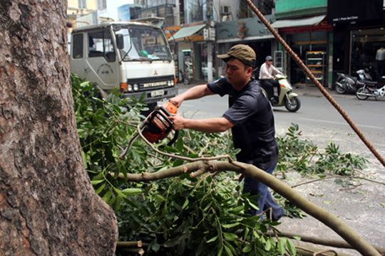 Chủ tịch H&agrave; Nội y&ecirc;u cầu dừng chặt c&acirc;y