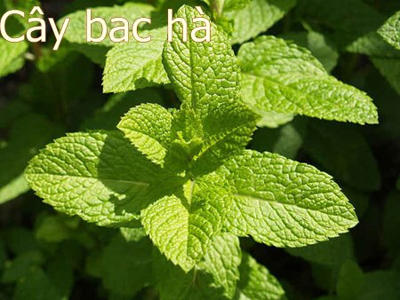 bạc h&agrave; gi&uacute;p xua đuổi c&ocirc;n tr&ugrave;ng