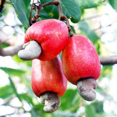 đ&agrave;o lộn hột cũng c&oacute; c&ocirc;ng dụng diệt muỗi