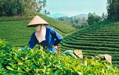 Ch&egrave; Lai Ch&acirc;u
