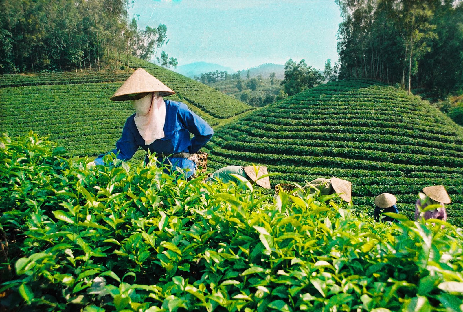 Ch&egrave; xanh L&acirc;m Đồng &aacute;p dụng quy tr&igrave;nh chuẩn chất lượng, thu h&aacute;i v&agrave; bảo quản hợp an to&agrave;n vệ sinh