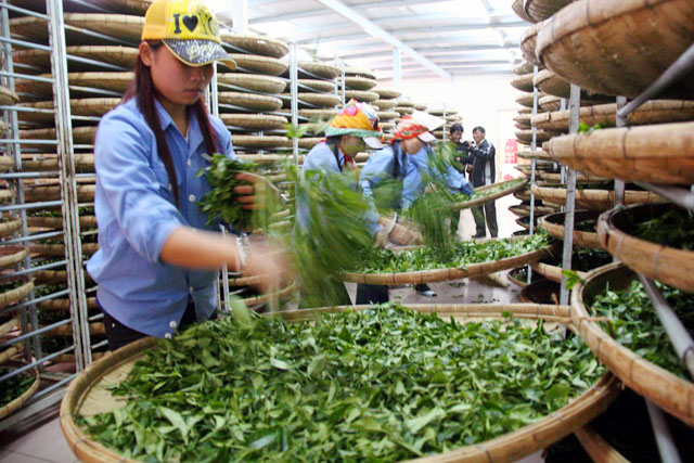 Ch&egrave; xanh L&acirc;m Đồng &aacute;p dụng quy tr&igrave;nh chuẩn chất lượng, thu h&aacute;i v&agrave; bảo quản hợp an to&agrave;n vệ sinh