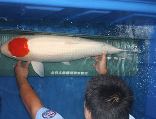 C&aacute; Koi d&ograve;ng Tancho d&agrave;i 90cm.