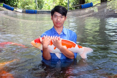 Đ&acirc;y l&agrave; những ch&uacute; c&aacute; Koi được chọn lựa kỹ c&agrave;ng để nh&acirc;n giống 