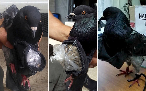 chim bồ c&acirc;u đưa ma t&uacute;y l&agrave; cocaine v&agrave; cần sa v&agrave;o một nh&agrave; t&ugrave; ở th&agrave;nh phố San Jose, Costa Rica