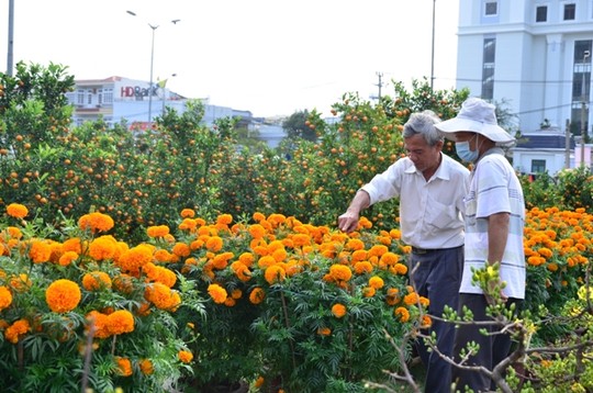 Hoa vạn thọ giá 350.000 đồng/ 1 cặp