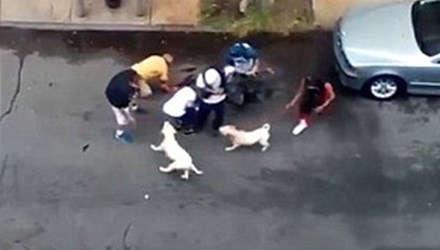 Do mâu thuẫn, người phụ nữ 55 tuổi đã thả chó pitpull cắn đứt tai người đàn ông để trả thù Do mâu thuẫn, người phụ nữ 55 tuổi đã thả chó pitpull cắn đứt tai người đàn ông để trả thù