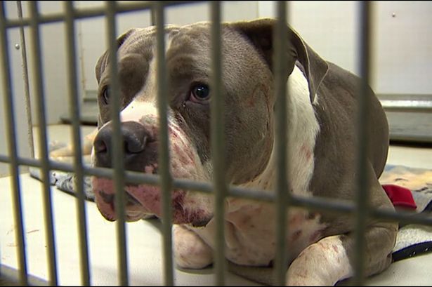 Ch&uacute; ch&oacute; pitbull của gia đ&igrave;nh hiện đang được giữ tại trại kiểm dịch. Ảnh Mirror