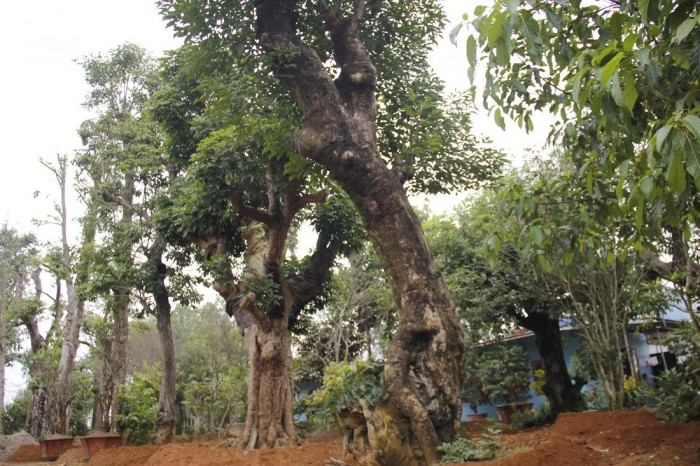 Chợ bu&ocirc;n c&acirc;y nổi tiếng khắp cả nước với h&agrave;ng trăm loại c&acirc;y kh&aacute;c nhau.