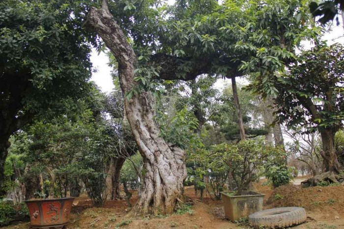Nhiều đại gia bỏ ra v&agrave;i tỷ đồng, thậm ch&iacute; v&agrave;i chục tỷ đồng để mua những c&acirc;y b&oacute;ng m&aacute;t cổ thụ c&oacute; d&aacute;ng độc lạ về trồng trong vườn nh&agrave;.