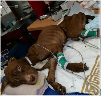 ASPCA trao thưởng 20000 đ&ocirc; la Mỹ để t&igrave;m ra kẻ ngược đ&atilde;i ch&uacute; ch&oacute; Pit bull n&agrave;y. Ảnh NbcNewyork