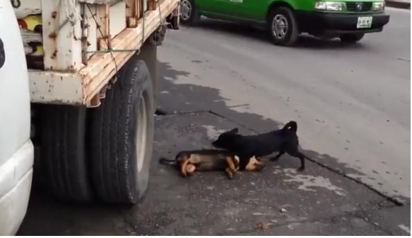 Ch&oacute; thương bạn bị &ocirc; t&ocirc; đ&acirc;m chết