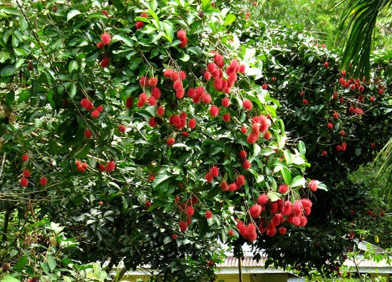 Đồng Nai: X&acirc;y dựng thương hiệu cho đặc sản ch&ocirc;m ch&ocirc;m Long Kh&aacute;nh