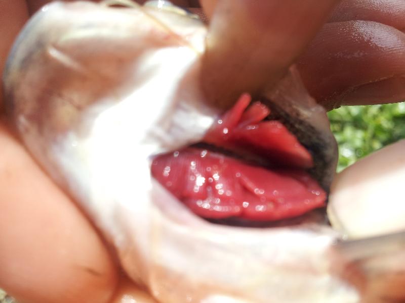 C&aacute;ch chọn c&aacute; tươi kh&ocirc;ng bị ướp ur&ecirc;, h&agrave;n the