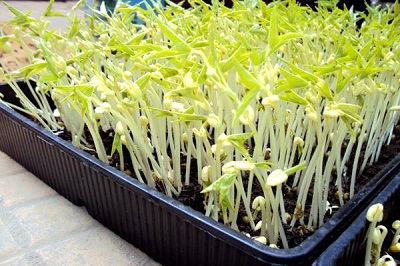 C&aacute;ch chọn gi&aacute; đỗ sạch, kh&ocirc;ng d&ugrave;ng chất k&iacute;ch th&iacute;ch
