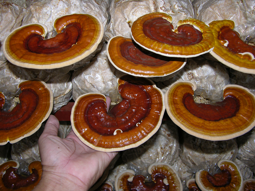 Chống ung thư hiệu quả nhờ nấm linh chi