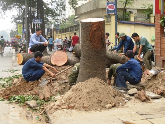 chặt cây xanh hà nội chặt cây xanh hà nội