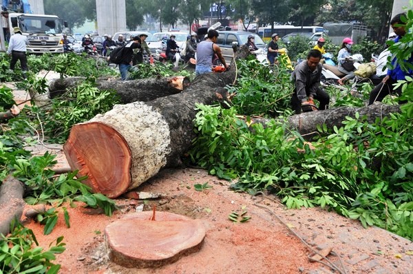 chặt hạ c&acirc;y xanh h&agrave; nội