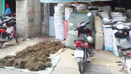 Tuy nhi&ecirc;n, c&acirc;y ch&oacute; đẻ kh&ocirc;ng phải thần dược chữa b&aacute;ch bệnh về gan