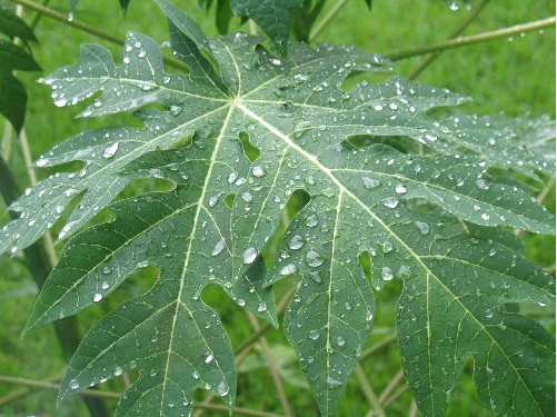 Chữa ung thư cổ tử cung từ l&aacute; đu đủ
