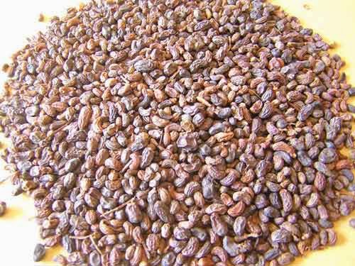 Sử dụng ki&ecirc;n tr&igrave; c&aacute;c b&agrave;i thuốc d&acirc;n gian từ thỏ ty tử gi&uacute;p trị bệnh yếu sinh l&yacute;, liệt dương, di tinh