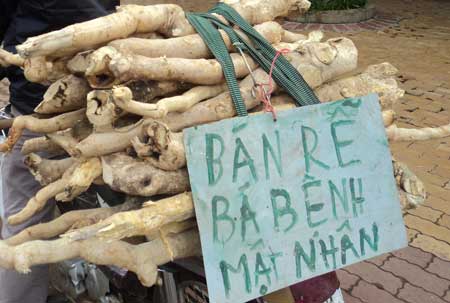 Được coi l&agrave; b&agrave;i thuốc chữa yếu sinh l&yacute; nam giới hiệu quả, mật nh&acirc;n được b&agrave;y b&aacute;n rộng r&atilde;i ở nhiều nơi