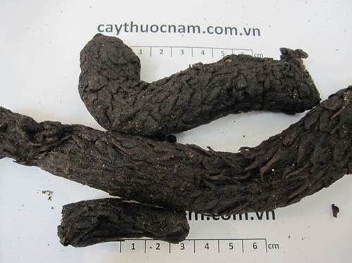 Bên cạnh tác dụng chữa yếu sinh lý nam giới, bài thuốc từ nhục thung dung còn giúp an thần, giảm đau Bên cạnh tác dụng chữa yếu sinh lý nam giới, bài thuốc từ nhục thung dung còn giúp an thần, giảm đau