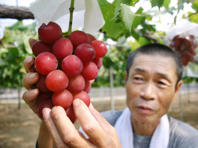 Ch&ugrave;m nho Ruby Roman đạt chuẩn n&agrave;y c&oacute; gi&aacute; khoảng 245 triệu đồng