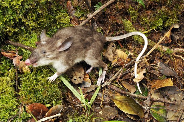 Chuyện lạ c&oacute; thật về chuột c&oacute; l&ocirc;ng 'chỗ ấy' d&agrave;i nhất thế giới