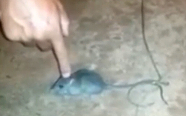 H&igrave;nh ảnh con chuột được huấn luyện để vận chuyển ma t&uacute;y trong nh&agrave; t&ugrave; Barran de Grota, Brazil