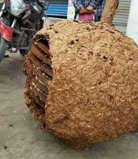 Tổ ong khổng lồ nặng 78kg là câu chuyện lạ có thật ở Trung Quốc Tổ ong khổng lồ nặng 78kg là câu chuyện lạ có thật ở Trung Quốc