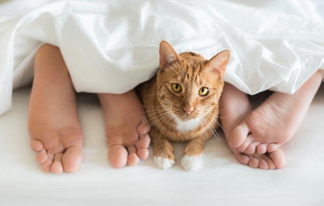 Phát hiện lông mèo trong vùng kín phụ nữ là chuyện lạ có thật, tuy nhiên nhiều người vẫn hoài nghi về độ chính xác của câu chuyện