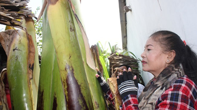 V&igrave; tin v&agrave;o c&acirc;u chuyện lạ c&oacute; thật v&agrave;o c&acirc;y chuối b&aacute;o mộng m&agrave; h&agrave;ng ng&agrave;n người &ugrave;n &ugrave;n k&eacute;o tới Tr&agrave; Vinh