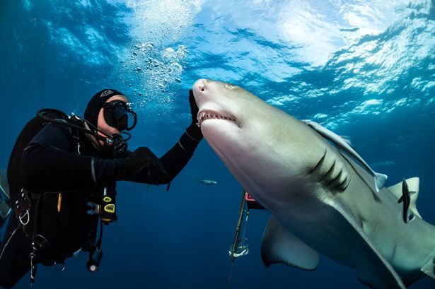 Chuy&ecirc;̣n lạ hi hữu v&ecirc;̀ người thợ lặn có khả năng làm bạn với hung th&acirc;̀n bi&ecirc;̉n cả 