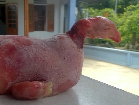Ch&uacute; lợn con trong c&acirc;u chuyện lạ xứ Thanh c&oacute; phần đầu giống hệt lo&agrave;i g&agrave;